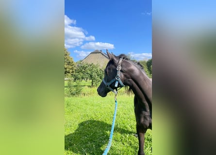 Arabiskt fullblod, Valack, 3 år, 153 cm, Grå