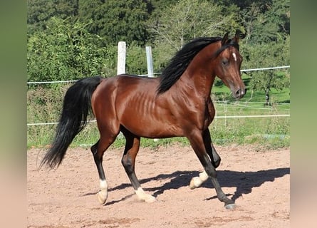 Arabiskt fullblod, Valack, 3 år, 155 cm, Mörkbrun