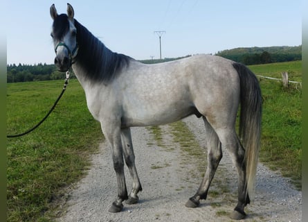 Vollblutaraber, Wallach, 4 Jahre, 153 cm, Schimmel