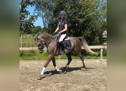 Arabiskt fullblod, Valack, 5 år, 154 cm, Grå