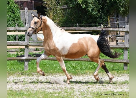 Arabisches Partbred, Hengst, 3 Jahre, 153 cm, Tobiano-alle-Farben