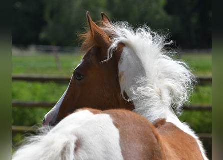 Arabiskt halvblod, Hingst, Föl (03/2024), 152 cm, Tobiano-skäck-alla-färger