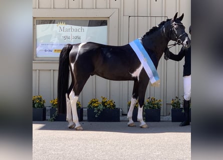 Arabiskt halvblod, Hingst, 11 år, 153 cm, Pinto