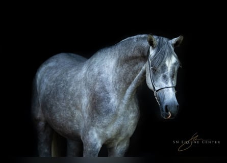 Arabo Beduino (Asil), Castrone, 3 Anni, 162 cm, Grigio