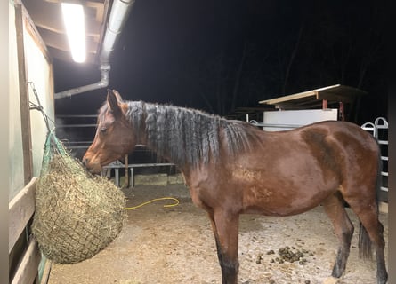 Arabo Beduino (Asil), Castrone, 4 Anni, 150 cm, Baio scuro