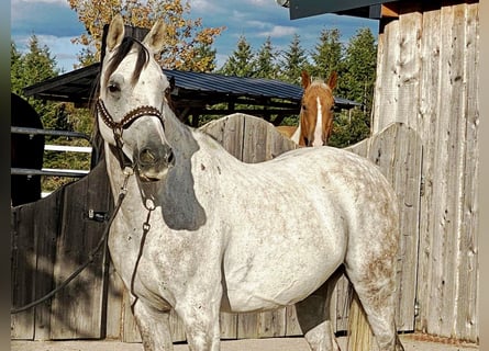 Arabo Beduino (Asil), Castrone, 10 Anni, 155 cm, Grigio