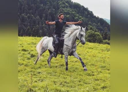 Arabo Beduino (Asil), Castrone, 8 Anni, 158 cm, Grigio trotinato