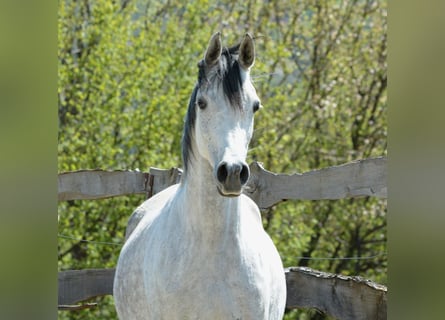 Arabo Berbero, Giumenta, 9 Anni, 153 cm, Grigio trotinato