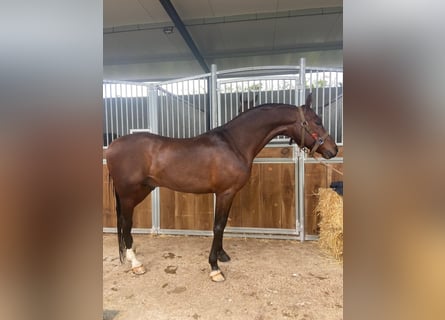 Arabo Berbero, Stallone, 9 Anni, 157 cm, Baio