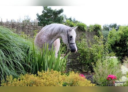 Arabo Egiziano, Giumenta, 13 Anni, 157 cm, Grigio trotinato