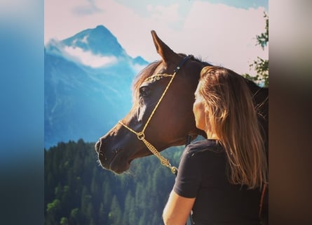 Arabo Egiziano, Giumenta, 15 Anni, 150 cm, Sauro scuro