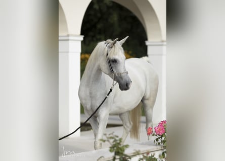 Arabo Egiziano, Giumenta, 15 Anni, 155 cm, Grigio