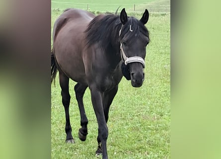 Arabo Egiziano, Giumenta, 6 Anni, 154 cm, Morello