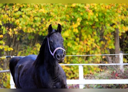 Arabo Egiziano, Giumenta, 8 Anni, 155 cm, Morello