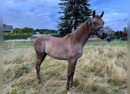 Arabo Egiziano, Stallone, 1 Anno, 140 cm