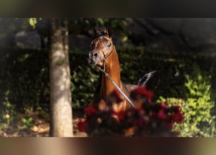 Arabo Egiziano, Stallone, 3 Anni, 153 cm, Baio