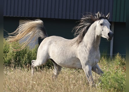 Arabo Egiziano, Stallone, 6 Anni, 150 cm, Grigio