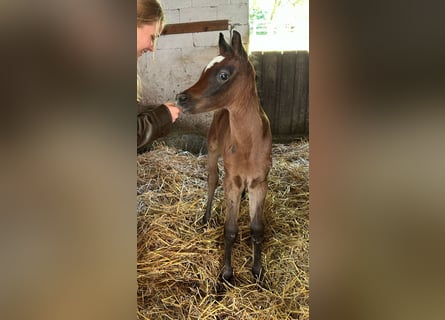 Arabo Egiziano, Stallone, Puledri (03/2025), 150 cm, Grigio