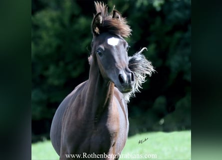 Arabo Egiziano, Stallone, Puledri (03/2025), 154 cm, Morello