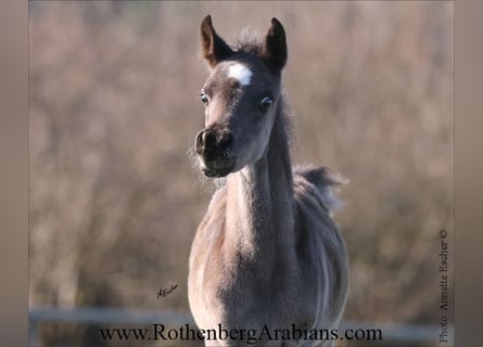 Arabo Egiziano, Stallone, Puledri (02/2026), 155 cm, Morello