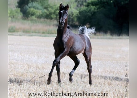 Arabo Egiziano, Stallone, Puledri (01/2026), 155 cm, Morello