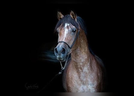 Arabo Egiziano, Stallone, 5 Anni, 153 cm, Può diventare grigio