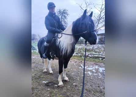 Arabo-Fries, Hengst, 9 Jaar, 158 cm, Gevlekt-paard