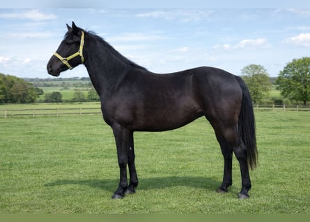 Arabo-Friesian, Gelding, 2 years, 15 hh, Black
