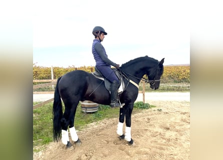 Arabo-Friesian Mix, Stallion, 7 years, 15,1 hh, Black