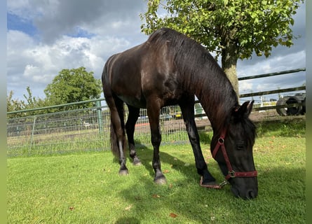 Arabo-Frisón, Caballo castrado, 3 años, 160 cm, Negro