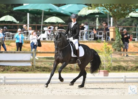 Arabo-frison, Étalon, 11 Ans, 167 cm, Noir