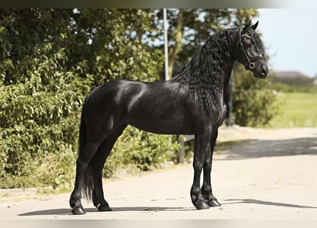 Arabo-frison, Jument, 7 Ans, 163 cm, Noir