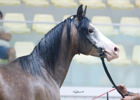 Arabo Shagya, Castrone, 9 Anni, 153 cm, Falbo baio