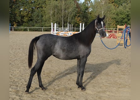 Arabo Shagya, Giumenta, 1 Anno, 155 cm, Grigio