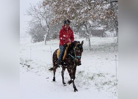 Arabo Shagya, Giumenta, 5 Anni, 148 cm, Baio