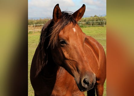 Arabo Shagya, Giumenta, 5 Anni, 148 cm, Baio