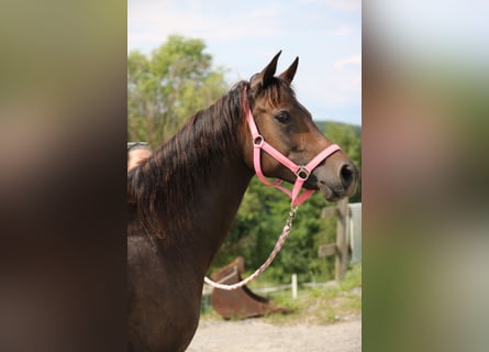 Arabo Shagya, Giumenta, 7 Anni, 154 cm, Baio scuro