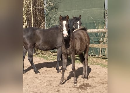 Arabo Shagya, Stallone, 1 Anno, 152 cm, Morello