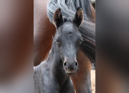 Arabo Shagya Mix, Stallone, 2 Anni, 154 cm, Può diventare grigio