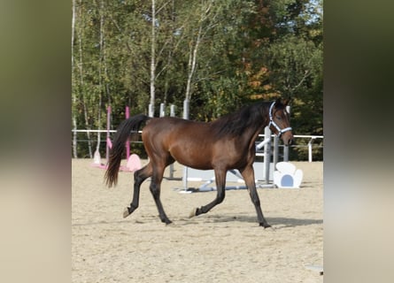 Arabo Shagya, Stallone, 3 Anni, 160 cm, Baio
