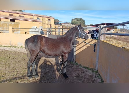 Arabofriese, Hengst, 2 Jahre, 170 cm, Rappe