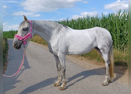 Arabofriese, Stute, 14 Jahre, 160 cm, Schimmel