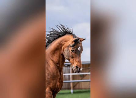 Arabian horses, Stallion, 15 years, 15 hh, Brown
