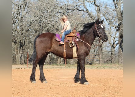 Arbeitspferd, Stute, 13 Jahre, 163 cm, Rappe