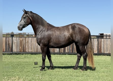 Arbeitspferd, Stute, 4 Jahre, 150 cm, Schimmel