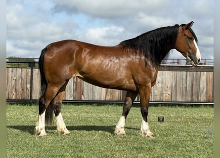 Arbeitspferd, Stute, 4 Jahre, 152 cm, Rotbrauner