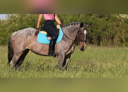 Arbeitspferd Mix, Stute, 6 Jahre, 163 cm, Roan-Bay