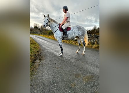 Arbeitspferd, Stute, 6 Jahre, 165 cm, Apfelschimmel