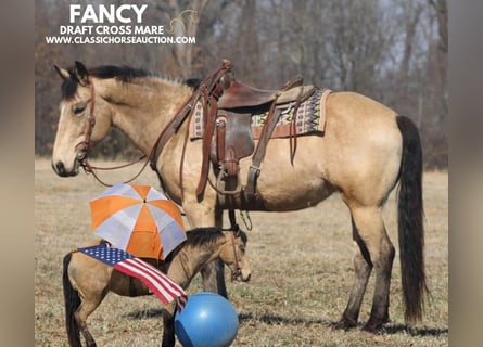 Arbeitspferd, Stute, 7 Jahre, 152 cm, Buckskin