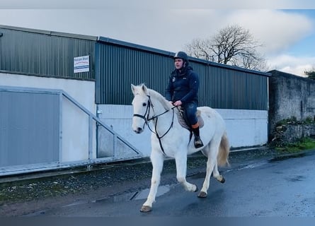 Arbeitspferd, Stute, 9 Jahre, 166 cm, Schimmel